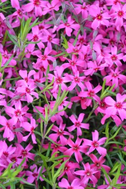 Phlox subulé Phlox subulata 'Scarlet Flame' 5-10 Pot 9x9 cm (P9)