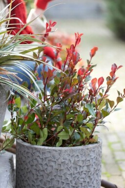 Photinia de Fraser Photinia × fraseri 'Little Red Robin' Arbuste 20-30 Pot 2 l (C2)