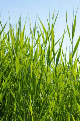 Phragmite austral Phragmites australis 5-10 Pot 9x9 cm (P9) Phragmites australis