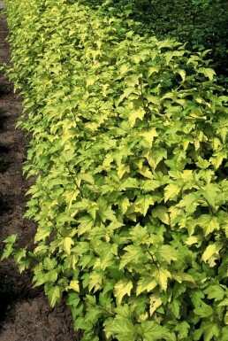 Physocarpus opulifolius 'Dart's Gold' C12 60-80