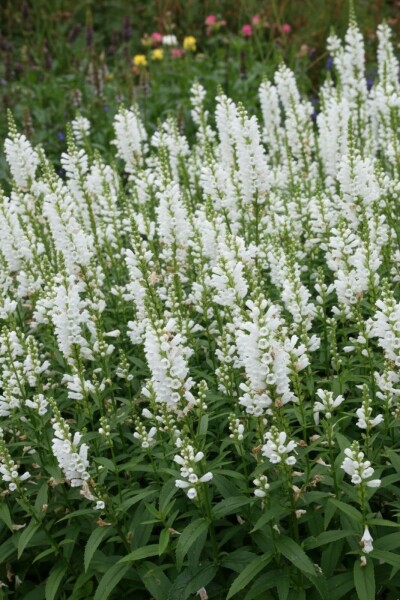 Physostégie de Virginie Physostegia virginiana 'Summer Snow' 5-10 Pot 9x9 cm (P9) Physostegia virginiana 'Summer Snow'