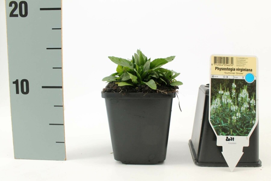 Physostégie de Virginie Physostegia virginiana 'Summer Snow' 5-10 Pot 9x9 cm (P9) Physostegia virginiana 'Summer Snow'