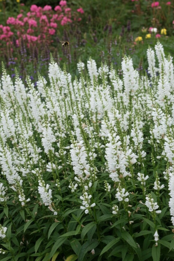 Physostégie de Virginie Physostegia virginiana 'Summer Snow' 5-10 Pot 9x9 cm (P9) Physostegia virginiana 'Summer Snow'