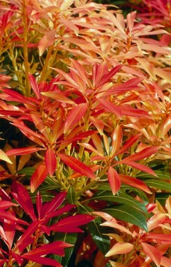 Piéris Pieris 'Forest Flame' Arbuste 20-30 Pot 2 l (C2)