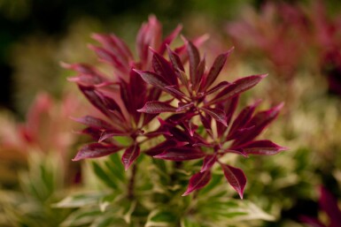 Pieris japonica 'Carnaval'