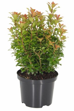 Piéris du Japon Pieris japonica 'Little Heath Green' Arbuste 15-20 Pot 2 l (C2)