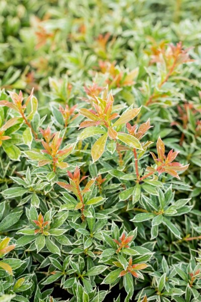 Piéris du Japon Pieris japonica 'Little Heath' Arbuste 15-20 Pot 2 l (C2) Pieris japonica 'Little Heath' arbuste 15-20 cm
