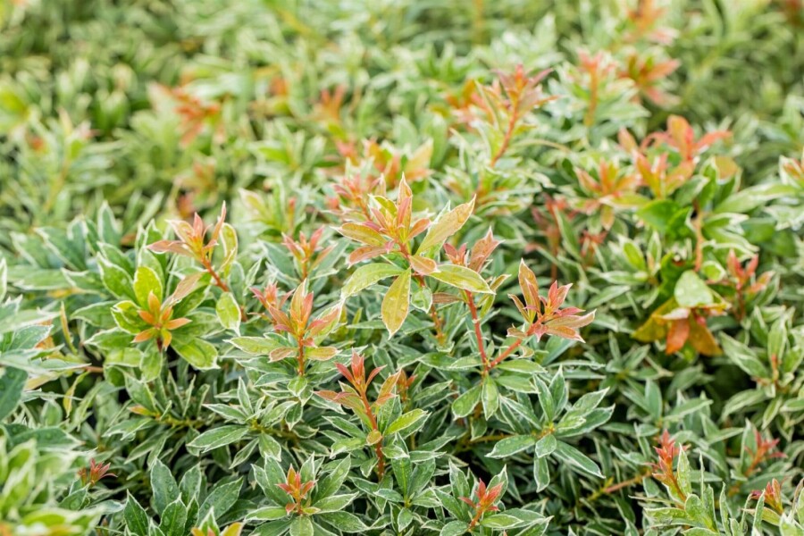 Piéris du Japon Pieris japonica 'Little Heath' Arbuste 15-20 Pot 2 l (C2) Pieris japonica 'Little Heath' arbuste 15-20 cm