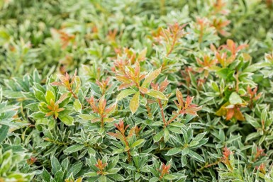 Piéris du Japon Pieris japonica 'Little Heath' Arbuste 15-20 Pot 2 l (C2) Pieris japonica 'Little Heath' arbuste 15-20 cm