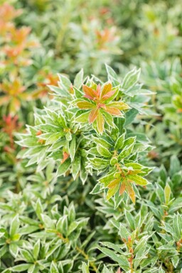 Piéris du Japon Pieris japonica 'Little Heath' Arbuste 15-20 Pot 2 l (C2) Pieris japonica 'Little Heath' arbuste 15-20 cm