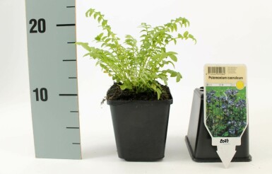 Polémoine bleue Polemonium caeruleum 15-20 Pot 9x9 cm (P9) Polemonium caeruleum