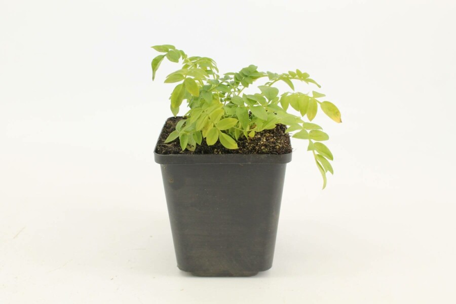 Polémoine bleue Polemonium caeruleum 'Album' 5-10 Pot 9x9 cm (P9) Polemonium caeruleum 'Album'