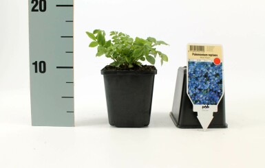 Polémoine rampante Polemonium reptans 'Blue Pearl' 5-10 Pot 9x9 cm (P9) Polemonium reptans 'Blue Pearl'