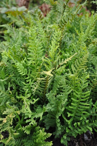 Polypode commun Polypodium vulgare 5-10 Pot 9x9 cm (P9) Polypodium vulgare