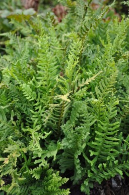 Polypode commun Polypodium vulgare 5-10 Pot 9x9 cm (P9)