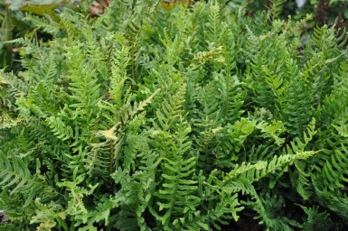 Polypode commun Polypodium vulgare 5-10 Pot 9x9 cm (P9) Polypodium vulgare