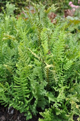 Polypode commun Polypodium vulgare 5-10 Pot 9x9 cm (P9) Polypodium vulgare