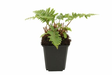 Aspidie du Japon Polystichum polyblepharum 5-10 Pot 9x9 cm (P9)