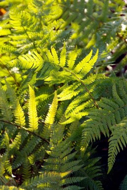 Polystic à soies Polystichum setiferum 5-10 Pot 9x9 cm (P9)