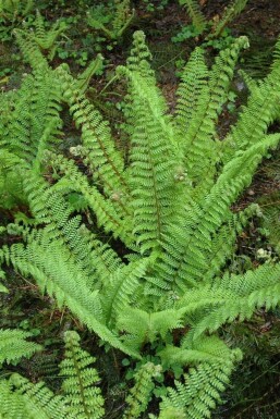 Polystichum setiferum 'Herrenhaus'