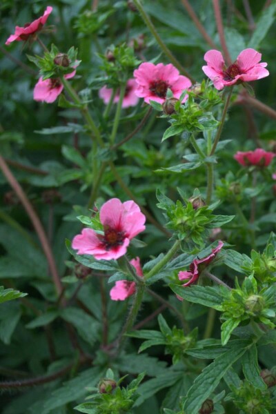 Potentille du Népal Potentilla nepalensis 'Miss Willmott' 5-10 Pot 9x9 cm (P9) Potentilla nepalensis 'Miss Willmott'