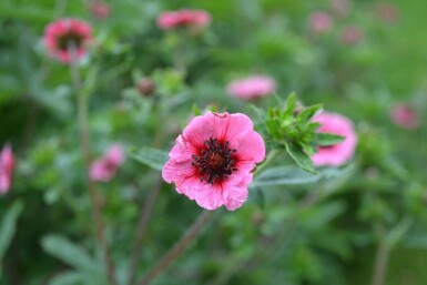 Potentille du Népal Potentilla nepalensis 'Miss Willmott' 5-10 Pot 9x9 cm (P9) Potentilla nepalensis 'Miss Willmott'