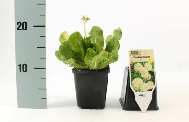 Primevère de l'Himalaya Primula denticulata 'Alba' 5-10 Pot 9x9 cm (P9) Primula denticulata 'Alba'