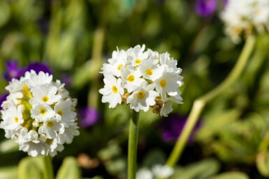 Primevère de l'Himalaya Primula denticulata 'Alba' 5-10 Pot 9x9 cm (P9)