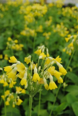 Primevère estivale du Tibet Primula florindae 5-10 Pot 9x9 cm (P9)