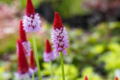 Primevère du père vial Primula vialii 10-15 Pot 2 l (C2) Primula vialii