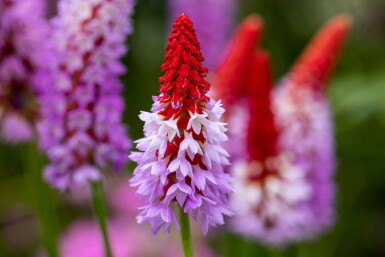 Primevère du père vial Primula vialii 5-10 Pot 9x9 cm (P9) Primula vialii