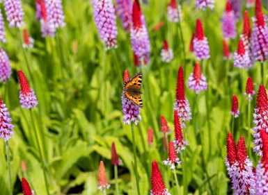 Primevère du père vial Primula vialii 5-10 Pot 9x9 cm (P9) Primula vialii