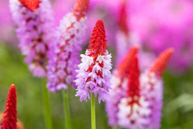 Primevère du père vial Primula vialii 5-10 Pot 9x9 cm (P9)