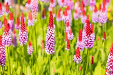 Primevère du père vial Primula vialii 5-10 Pot 9x9 cm (P9) Primula vialii