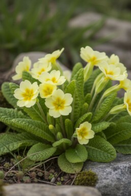 Primevère commune Primula vulgaris 5-10 Pot 9x9 cm (P9) Primula vulgaris