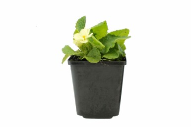 Primevère commune Primula vulgaris 5-10 Pot 9x9 cm (P9) Primula vulgaris