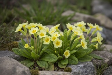 Primevère commune Primula vulgaris 5-10 Pot 9x9 cm (P9) Primula vulgaris