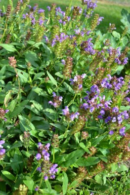 Brunelle à grandes fleurs Prunella grandiflora 5-10 Pot 9x9 cm (P9)