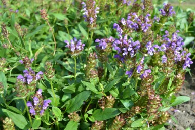 Brunelle à grandes fleurs Prunella grandiflora 5-10 Pot 9x9 cm (P9) Prunella grandiflora
