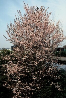 Prunier à feuilles pourpres Prunus cerasifera 'Nigra' Arbuste 40-50 Pot 3 l (C3)