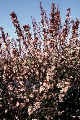 Cerisier des sables à feuilles pourpres Prunus × cistena Arbuste 30-40 Pot 2,5 l (C2,5)
