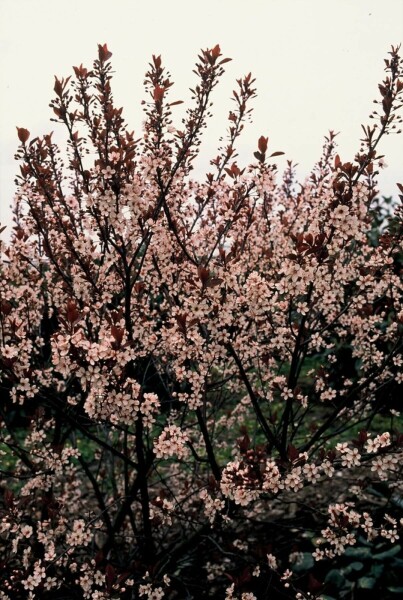 Prunus × cistena