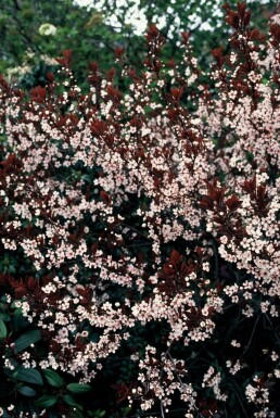 Cerisier des sables à feuilles pourpres Prunus × cistena Arbuste 30-40 Pot 2,5 l (C2,5)