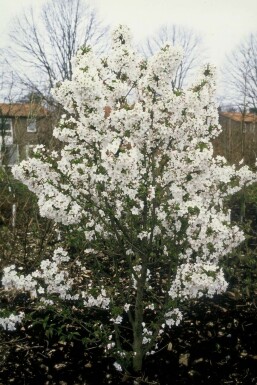 Prunier Prunus nipponica 'Brillant' Arbuste 30-40 Pot 3 l (C3) Prunus nipponica 'Brillant' arbuste 30-40 cm