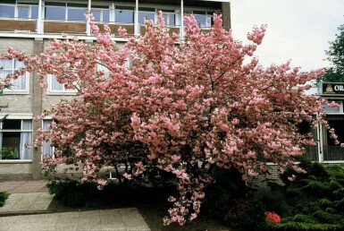 Cerisier du Japon Prunus serrulata 'Kanzan' Arbuste 100-125 Pot 12 l (C12)