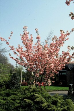 Cerisier du Japon Prunus serrulata 'Kanzan' Arbuste 100-125 Pot 12 l (C12)