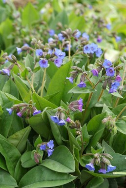 Pulmonaire australe Pulmonaria angustifolia 'Blue Ensign' 5-10 Pot 9x9 cm (P9)