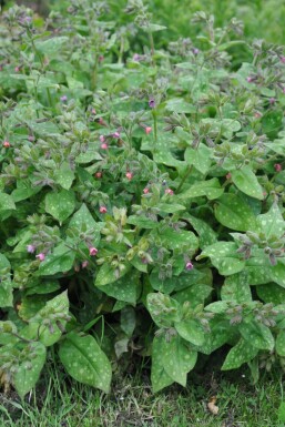 Pulmonaire hérissée Pulmonaria saccharata 'Mrs. Moon' 5-10 Pot 9x9 cm (P9)