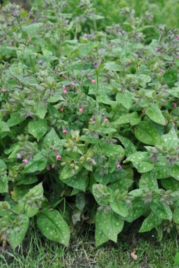 Pulmonaire hérissée Pulmonaria saccharata 'Mrs. Moon' 5-10 Pot 9x9 cm (P9) Pulmonaria saccharata 'Mrs. Moon'