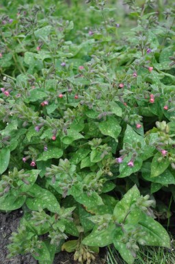 Pulmonaire hérissée Pulmonaria saccharata 'Mrs. Moon' 5-10 Pot 9x9 cm (P9) Pulmonaria saccharata 'Mrs. Moon'